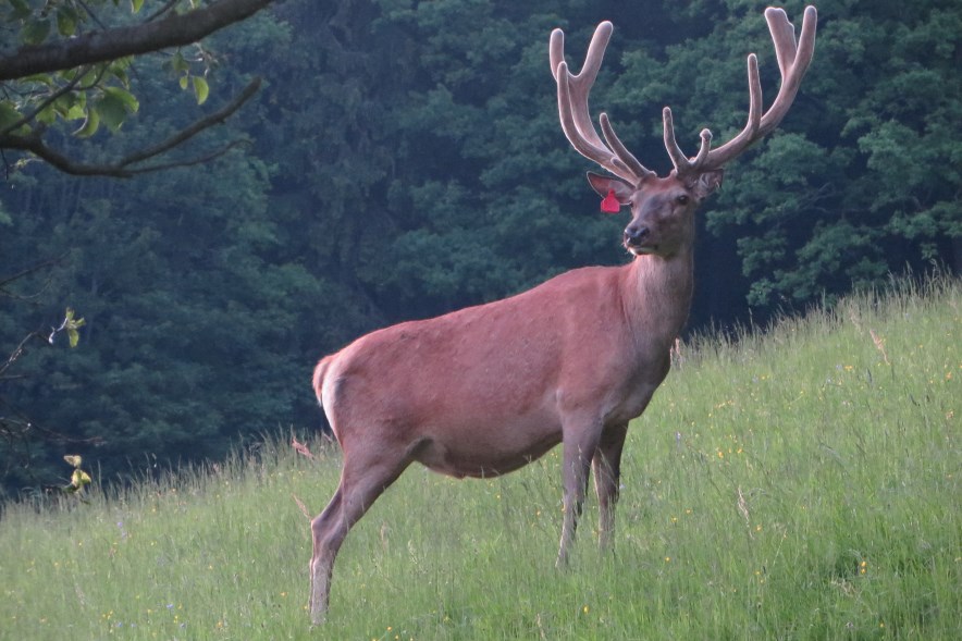 Bild "Rotwildzucht:wild_01_884.jpg"