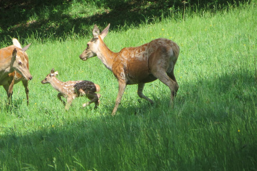 Bild "Rotwildzucht:wild_02_884.jpg"