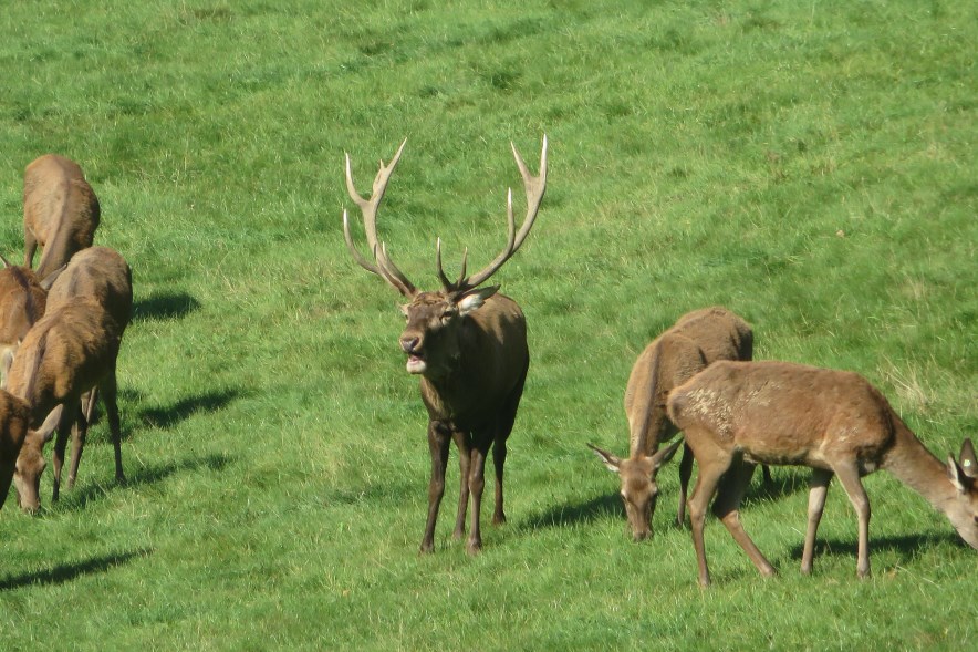 Bild "Rotwildzucht:wild_03_884.jpg"